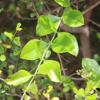 Azima tetracantha Lam.